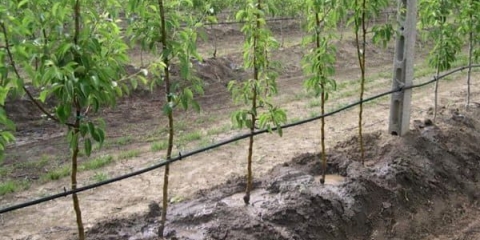 Listovi kruške pocrne i uvijaju se u cijev - kako liječiti i kako obraditi